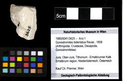 Foto (Objekt + Etiketten) von Goniodromites bidentatus (Reuss, 1858) 